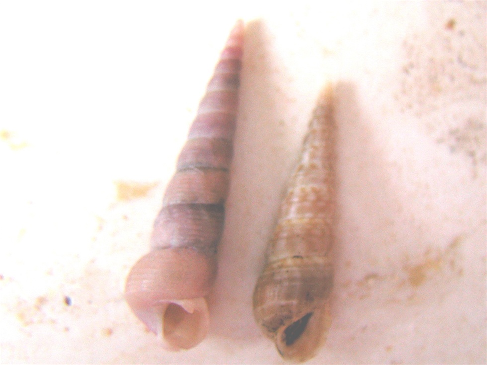 Mesalia mesal e Mesalia  brevialis?